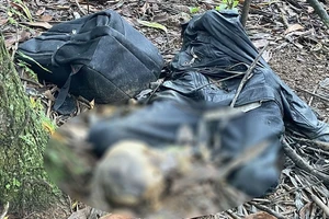 Lâm Đồng: Phát hiện thi thể không nguyên vẹn trong rừng tràm