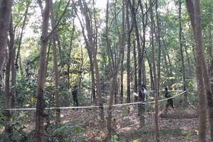 Phát hiện thi thể nam giới đang phân hủy trong rẫy cao su