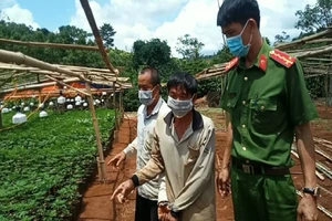 Từ TP.HCM lên Tây Nguyên trồng cần sa thuê thì bị bắt