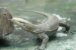 2 người bị phạt hơn 1 tỉ đồng vì buôn bán, nuôi nhốt kỳ đà vân