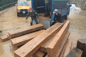 Bãi gỗ ‘vô chủ’ cạnh bìa rừng ở Đà Lạt