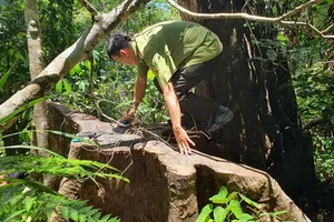 Điều tra vụ phá rừng nghiêm trọng ở Đắk Lắk