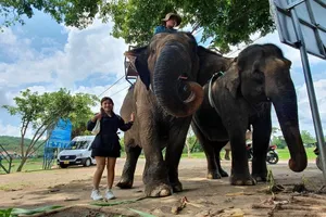 Chi tiền hỗ trợ chủ voi, tiến đến bỏ du lịch cưỡi voi