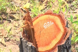 Vụ phá hơn 382 ha rừng ở Đắk Lắk: ‘Làm rõ trách nhiệm của cá nhân, tập thể liên quan’