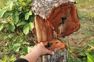 Bí thư Đắk Lắk kiểm tra vụ phá rừng gần 400ha