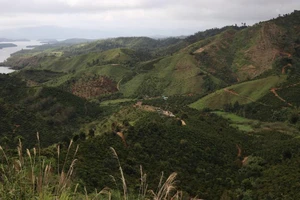 Kiến nghị không kỷ luật cán bộ vụ mất hơn 2000 ha rừng