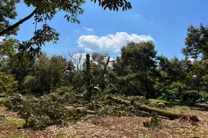  Gần 500 tấn sầu riêng bị rụng do lốc xoáy 