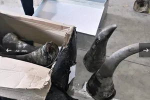 Nước ta là điểm trung chuyển, tiêu thụ động vật hoang dã lớn