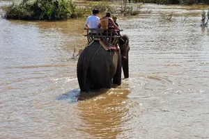 Đắk Lắk: Bao giờ chấm dứt hình thức du lịch cưỡi voi?