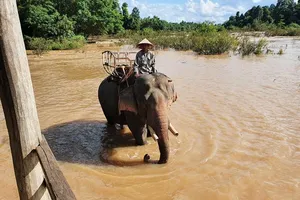 Còn nhiều thách thức trong việc bảo tồn voi ở Đắk Lắk