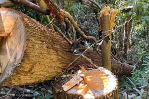 Khởi tố vụ án phá rừng ở Kon Tum 