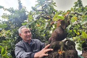 Độc đáo vườn mai tiền tỉ của nghệ nhân đất Võ