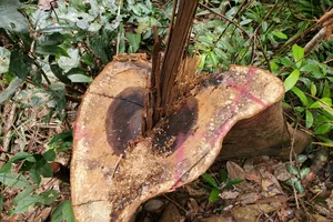 Điều tra thủ phạm, truy trách nhiệm người liên quan vụ phá rừng phòng hộ