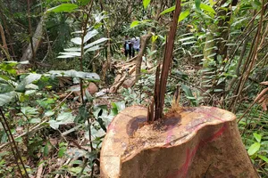 Điều tra vụ khai thác gỗ trong rừng phòng hộ ở Bình Định