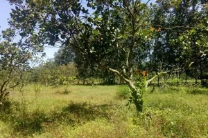 Nữ sinh bị 2 kẻ kéo vào vườn điều làm nhục