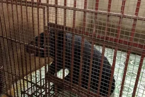 Giải cứu 5 con gấu ở Bình Dương và Đồng Nai