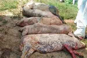 Bình Phước: Lên phương án phòng chống dịch tả lợn Châu Phi