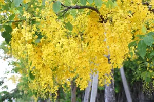 Sắc vàng quyến rũ trên những con đường ở Bình Dương