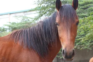 Đàn ngựa vô chủ ở Bình Dương sẽ được bán đấu giá