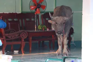 Trâu điên làm náo loạn khu phố, húc nhiều người bị thương