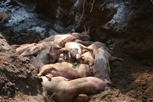 Dịch tả heo châu Phi bắt đầu tấn công vào Bình Dương