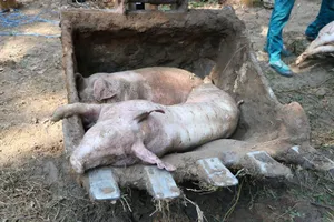 Bình Dương ban hành công văn khẩn chống dịch tả heo châu Phi