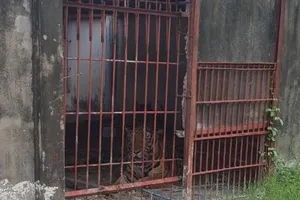 Hổ từng tấn công người ở cả 3 cơ sở nuôi nhốt tại Bình Dương 