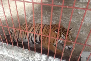 ENV đề nghị Bình Dương chấm dứt việc nuôi hổ thí điểm