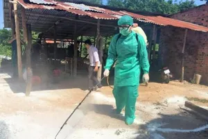 Tây Ninh: Phát hiện ổ dịch tả heo châu Phi đầu tiên