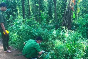 Can ngăn chồng đánh nhau, người vợ bị đâm chết