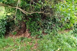 Tá hỏa phát hiện bộ xương người không đầu tại Bình Phước