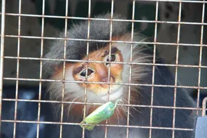 Bắt 2 người vận chuyển voọc chà vá chân xám