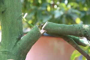 Bình Dương: Vườn mai hơn 200 cây bị kẻ gian phá hoại