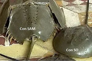 Cả nhà nhập viện, 1 bé gái tử vong nghi do ăn con sam