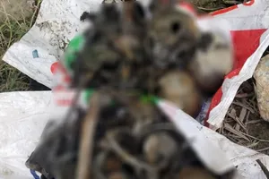 Bình Dương: Phát hiện 4 bộ xương người gần bờ sông Sài Gòn