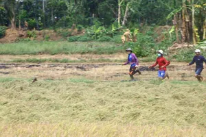 Tránh dịch COVID-19, công nhân ra đồng bắt chuột bán kiếm tiền