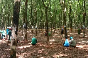 Người đàn ông chết bất thường trong rừng cao su