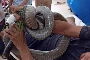 1 người mang rắn hổ 4,5 kg quấn trên tay đến bệnh viện cầu cứu