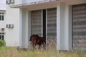 Sở Y tế Bình Dương nói về bệnh viện trăm tỉ thành nơi bò ở