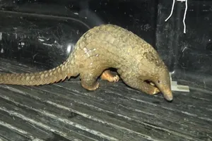 Bình Phước: Người dân bàn giao con tê tê cho kiểm lâm