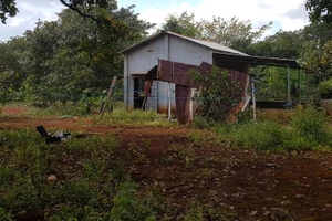 Bình Phước: Một người bị giết trong vườn điều