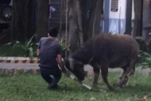 Một công nhân lao vào khống chế đã bị con trâu húc văng. Ảnh: KD