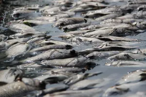 Bình Dương: Công viên Thanh Lễ xả hàng tạ cá chết ra kênh