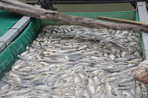 Bình Dương: Dân khóc nhìn hơn 80 tấn cá chết hàng loạt 