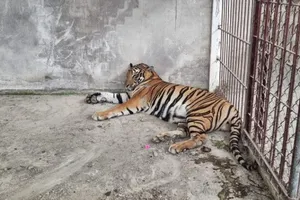 Bình Dương: Tự nguyện giao nộp 4 con hổ và một xác hổ 