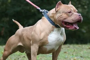 Bé trai 8 tuổi ở Bình Phước bị chó pitbull cắn tử vong