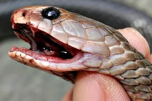 Chủ quan khi bị rắn cắn, người đàn ông ở Bình Phước tử vong