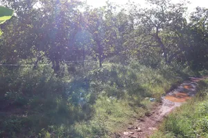 Bình Phước: Thi thể người đàn ông đang phân hủy trong vườn điều