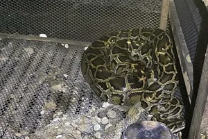 1 người bị trăn siết cổ đến chết