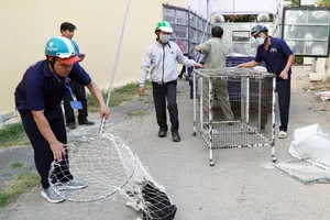 Phường đầu tiên ở Bình Dương ra quân bắt chó thả rông